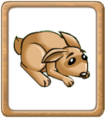 О животных, которые мы спасали!